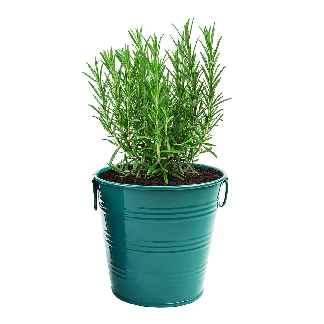 Rosemary Grow Kit | Warm Wishes Holiday Pail