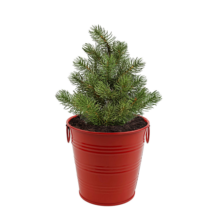 Christmas Tree Grow Kit | Warm Wishes Holiday Pail