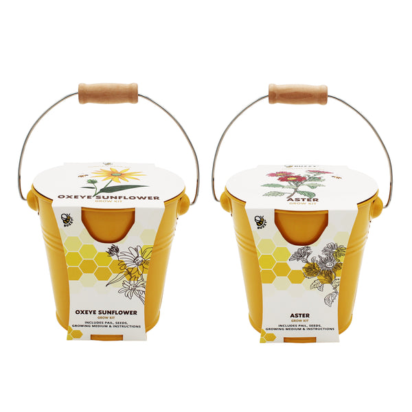 Pollinator Flower Grow Kit | Oxeye Sunflower & Aster (2 Pack)