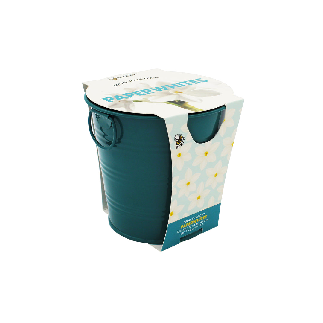 Holiday Paperwhites Grow Kit | Indoor Bulb Starter with Teal Pail