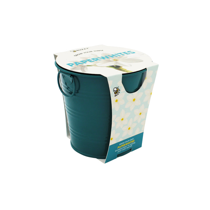 Holiday Paperwhites Grow Kit | Indoor Bulb Starter with Teal Pail