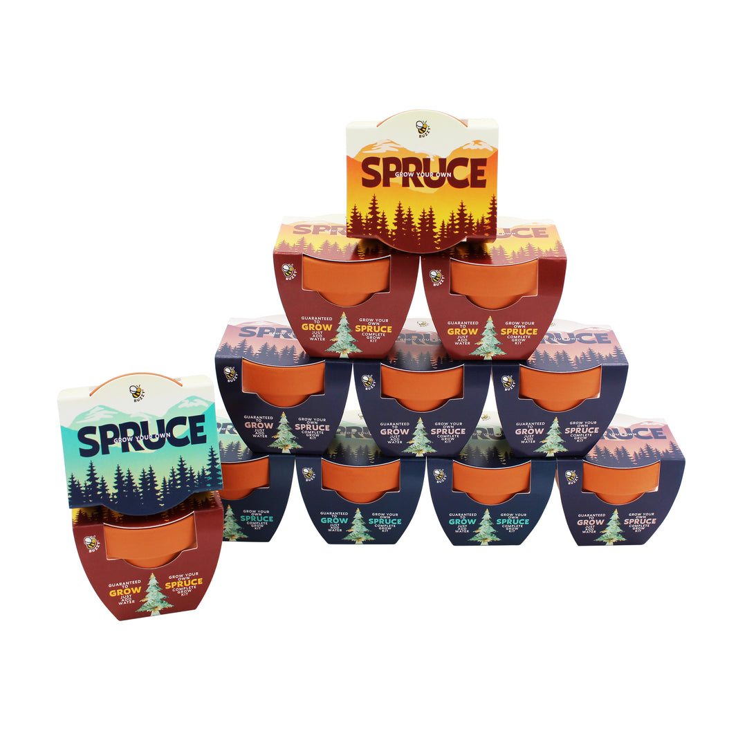 Holiday Spruce Tree Grow Kit | 12-Pack with Mini Terracotta Pots & Seeds