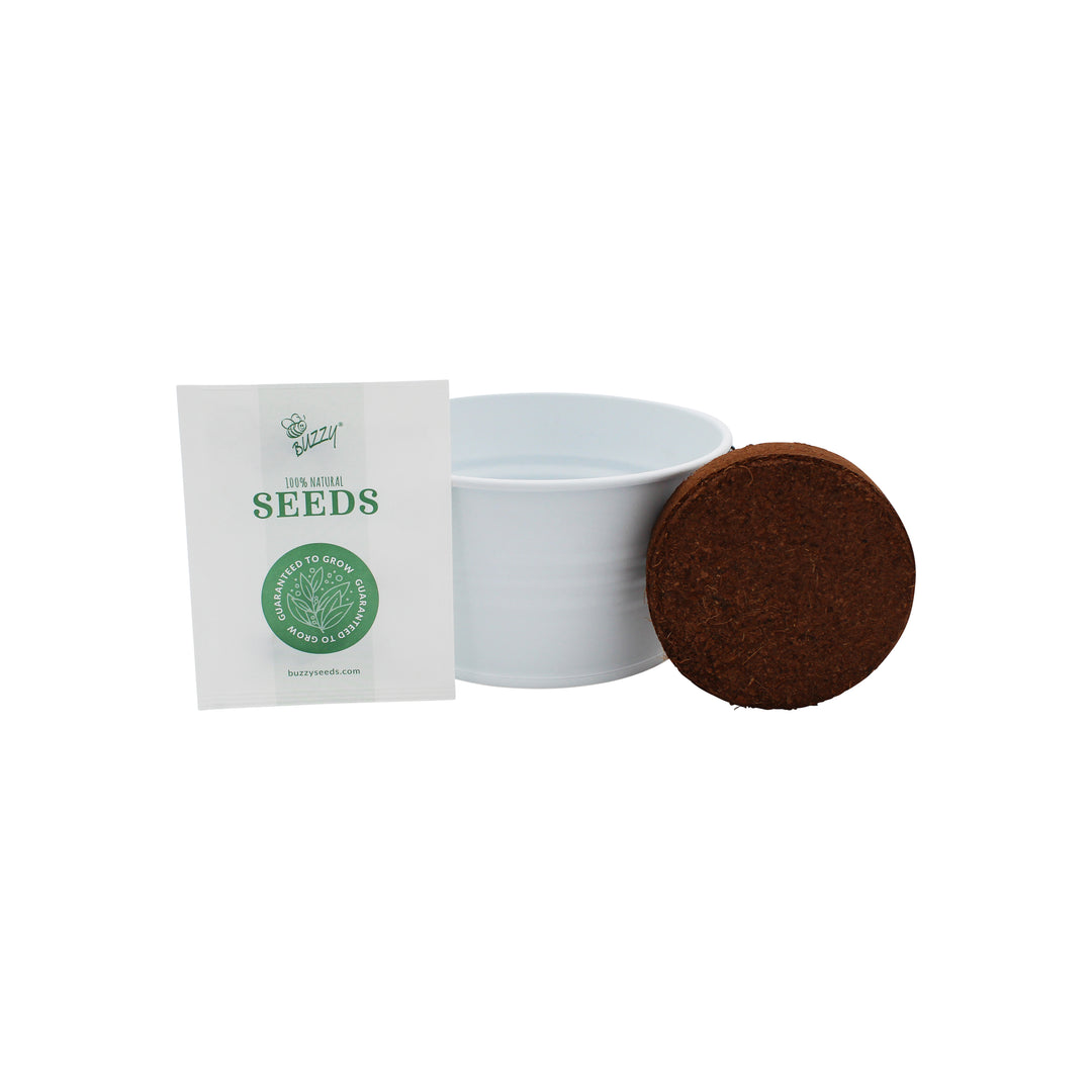 Grow Your Own Christmas Tree Kit | Spruce Seed Starter in White Basin