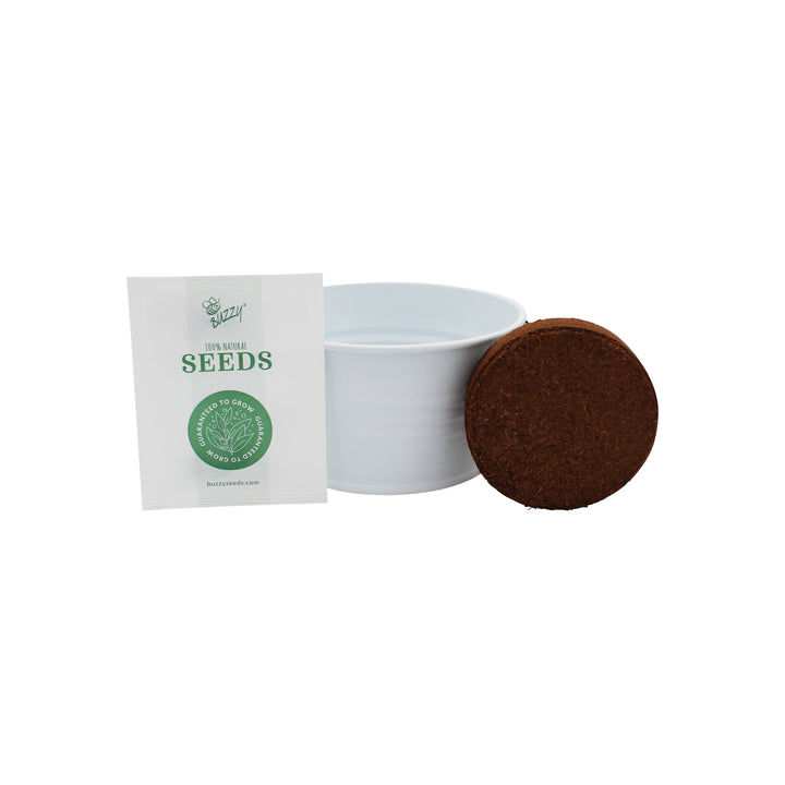 Grow Your Own Christmas Tree Kit | Spruce Seed Starter in White Basin