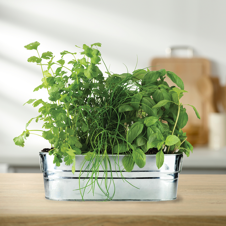 Silver windowsill grow kit with organic basil, chives and cilantro. comes with seeds and growing medium.