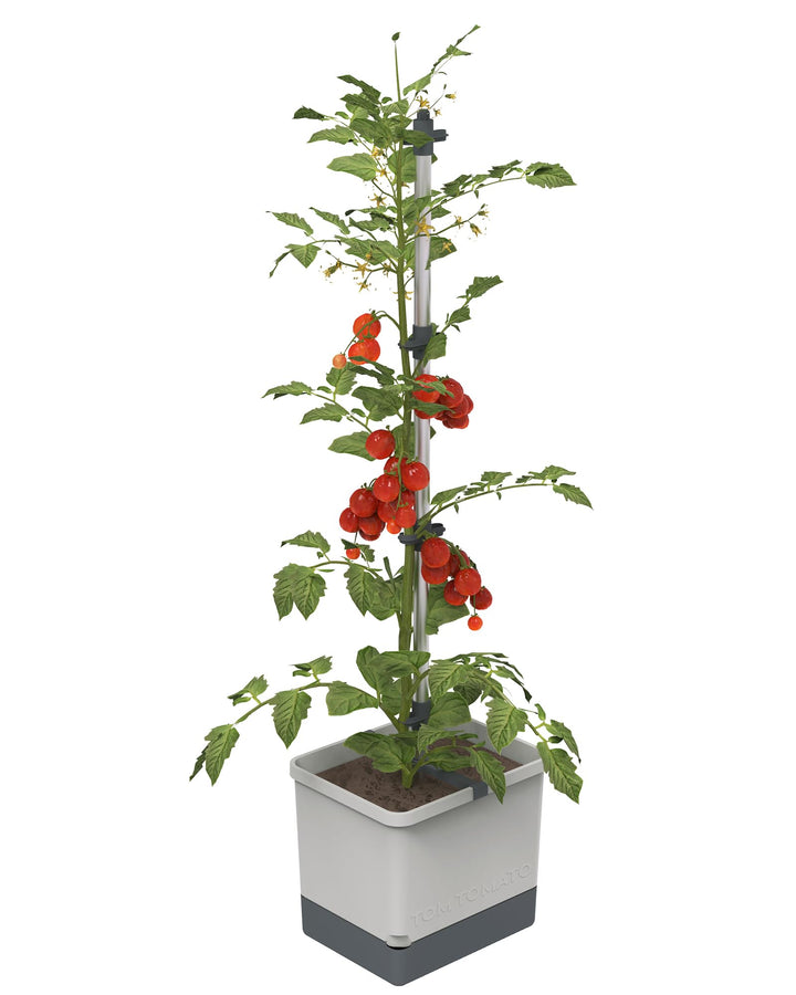 Self-Watering Tomato Planter with Trellis | Vertical Garden for Small Spaces