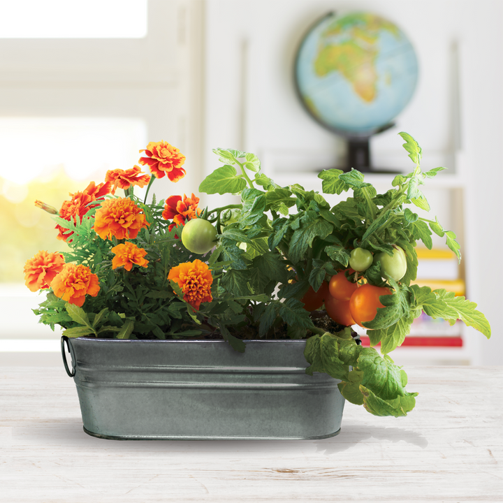 My First Garden Windowsill Grow Kit | Tomato & Marigold
