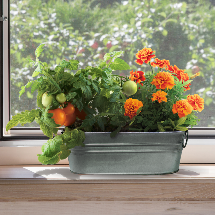 My First Garden Windowsill Grow Kit | Tomato & Marigold