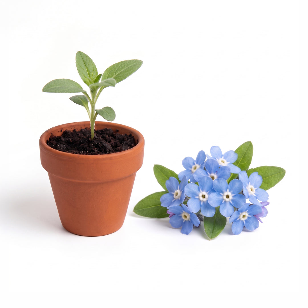 Forget-Me-Not Grow Kit Bulk 20 Pack | Mini Terracotta Pots & Seeds