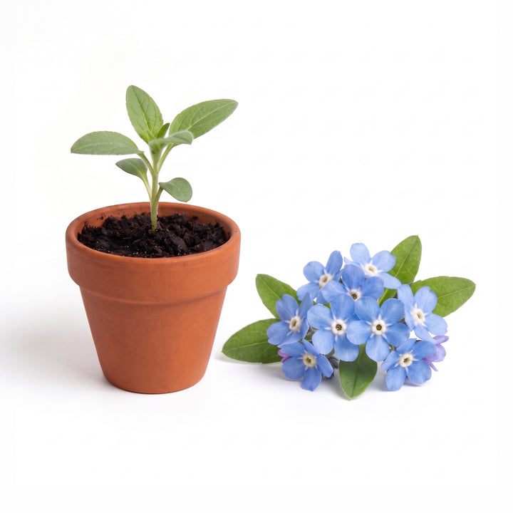 Forget-Me-Not Grow Kit Bulk 20 Pack | Mini Terracotta Pots & Seeds
