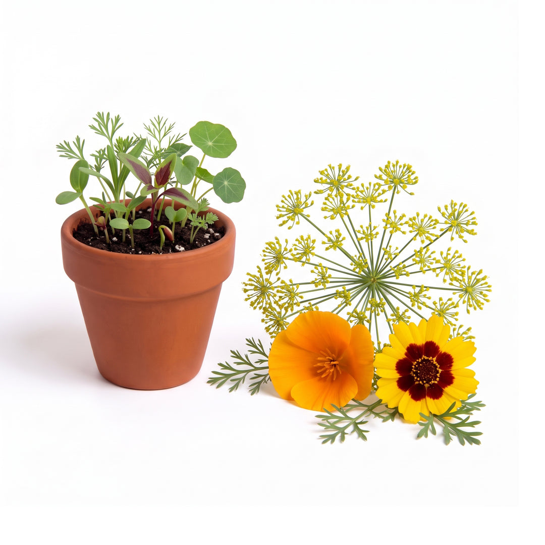 Butterfly Mix Wildflower Grow Kit Bulk 20 Pack | Terracotta Pots & Seeds