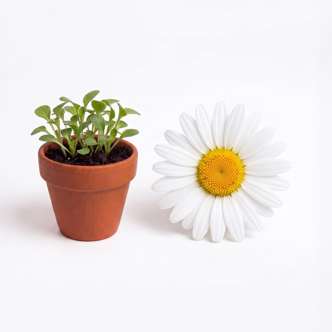 Daisy Grow Kit Bulk 20 Pack | Mini Terracotta Pots & Seeds