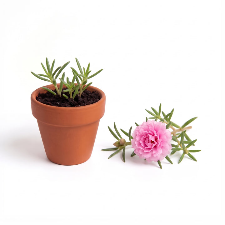 Moss Rose Grow Kit Bulk 20 Pack | Mini Terracotta Pots & Seeds