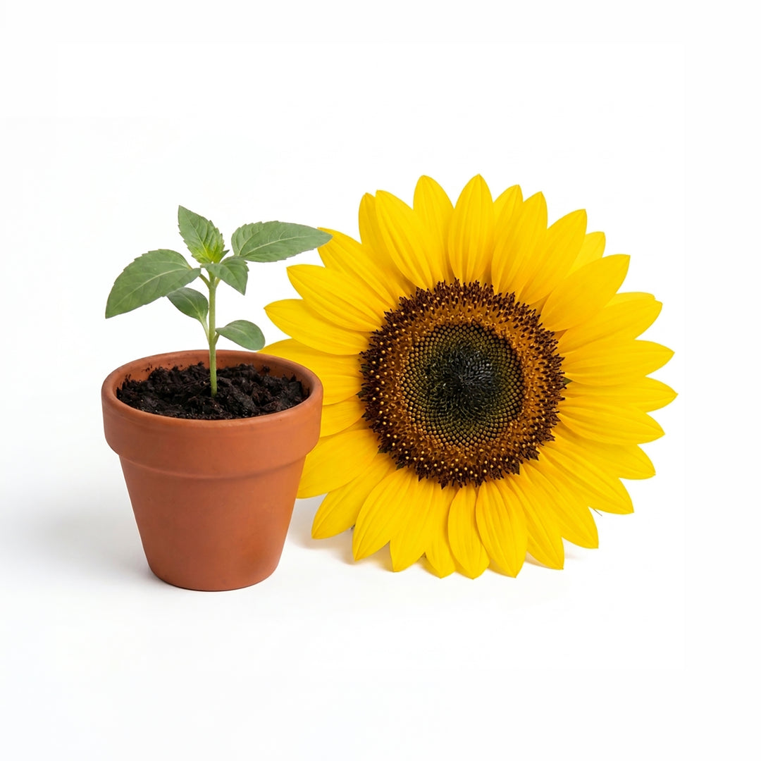 Sunflower Grow Kit Bulk 20 Pack | Mini Terracotta Pots & Seeds