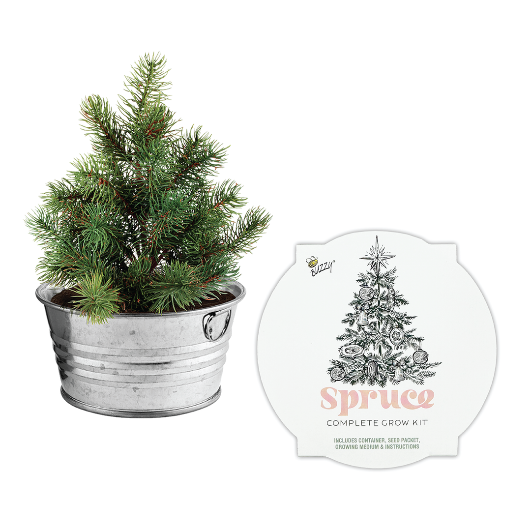 Christmas Tree-To-Be Mini Basin Grow Kit – Grow Your Own Spruce Tree Indoors