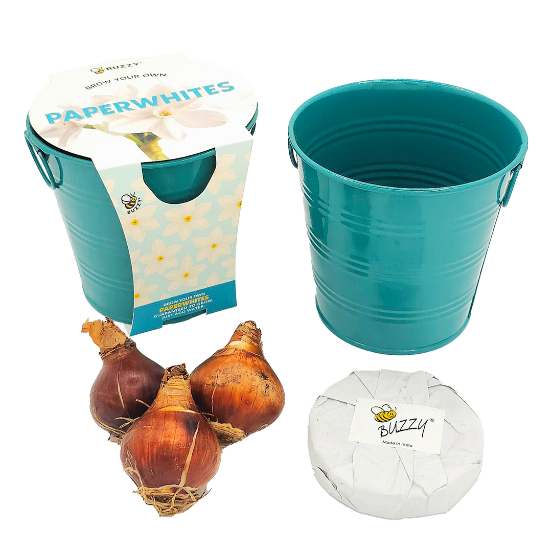 Holiday Paperwhites Grow Kit | Indoor Bulb Starter with Teal Pail