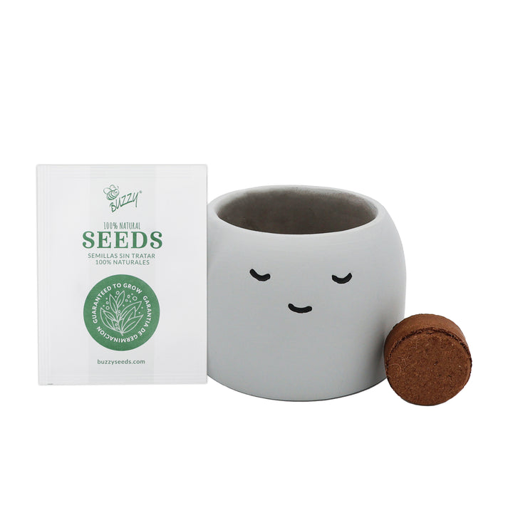succulent seed kit Aloe Grow Kit