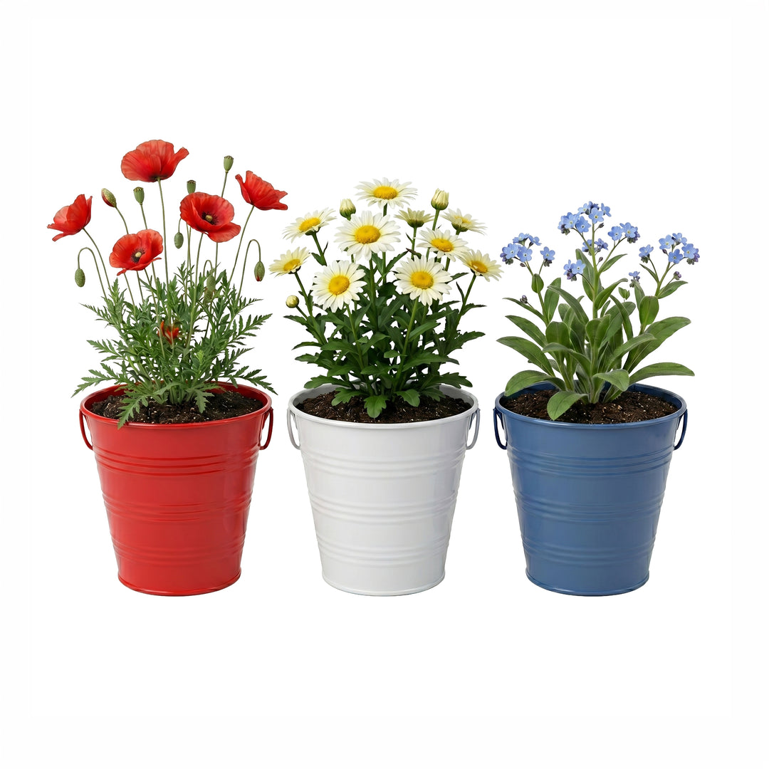 red white and blue flower seeds Americana Flower Grow Kit Set of 3 – Buzzy Seeds