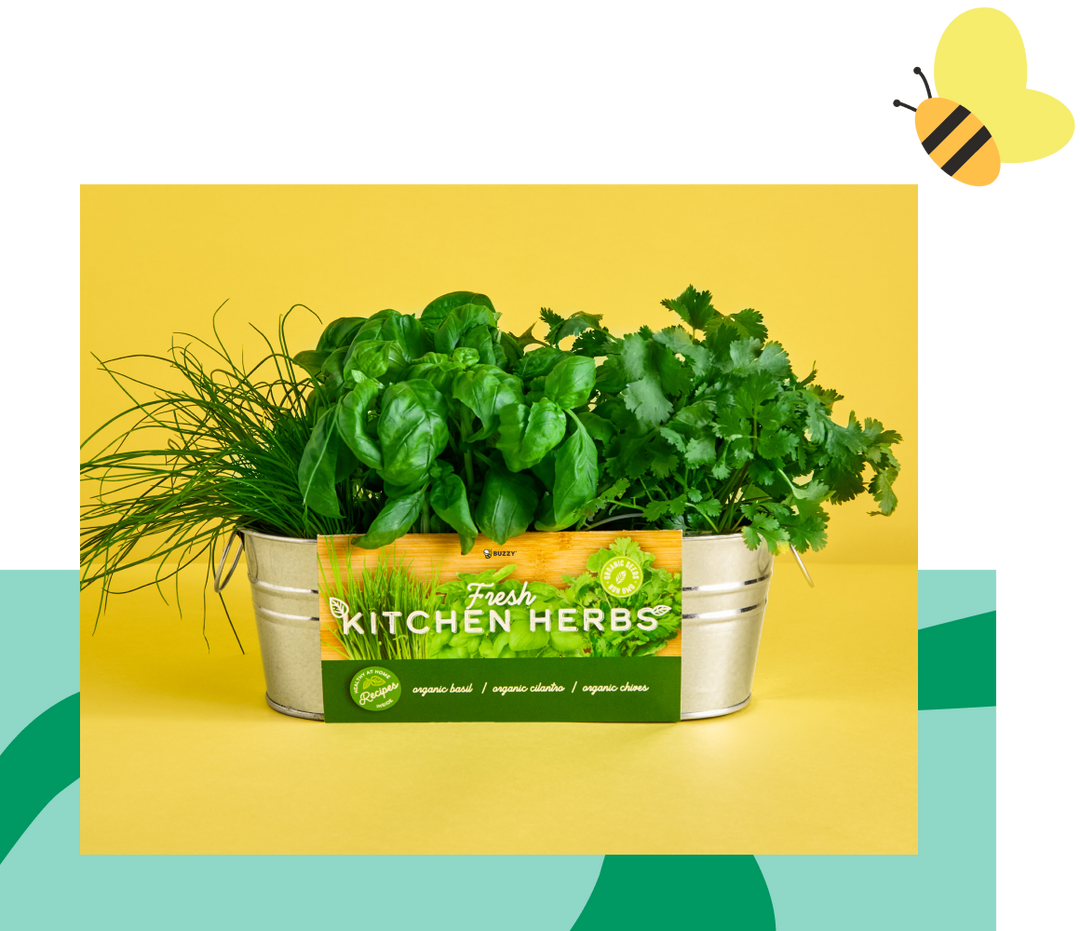 Buzzy Seeds – Seed Grow Kits For Every Occasion