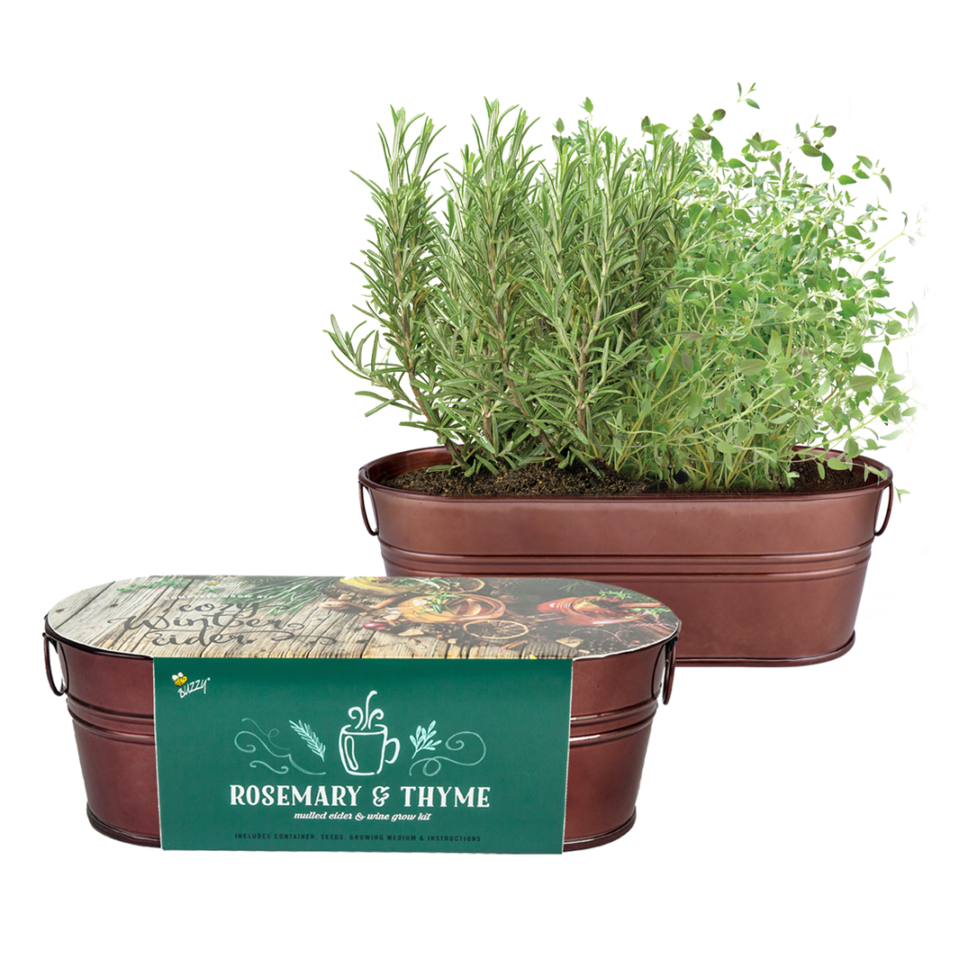 Spiced Cider Rosemary u0026 Thyme Windowsill Grow Kit | Buzzy Seeds