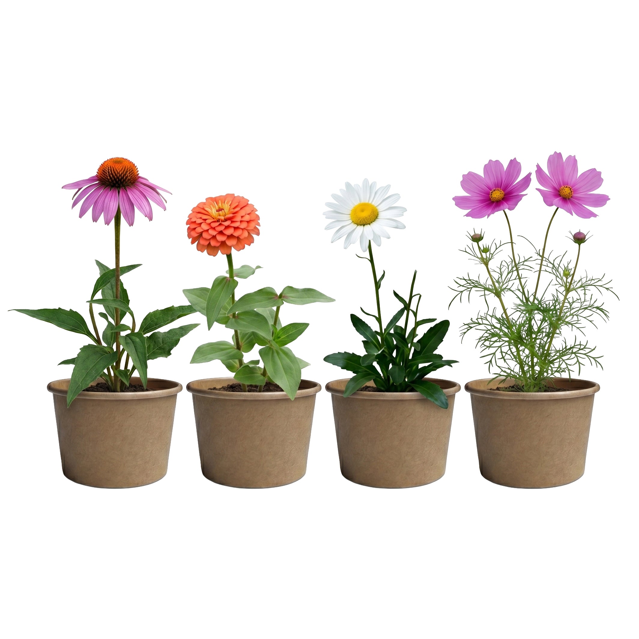 Plastic-Free Pollinator Grow Kits for Bulk Favors (12 Pack