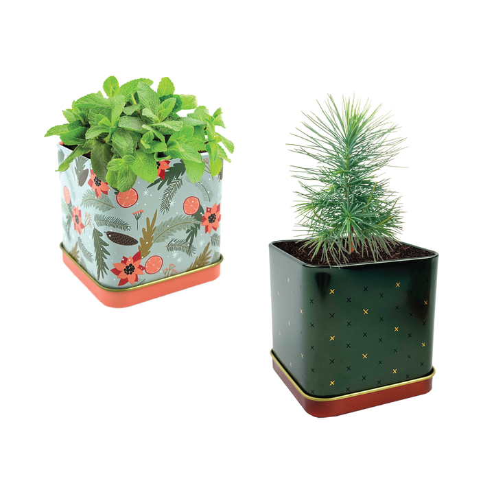 Festive Spruce & Mint Grow Kit | 2 Decorative Tins