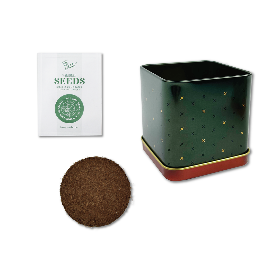 Holiday Spruce Grow Kit | 2 Decorative Tins