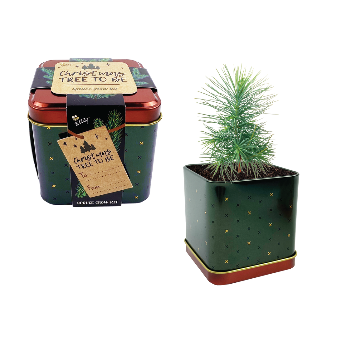 Holiday Spruce Grow Kit | 2 Decorative Tins