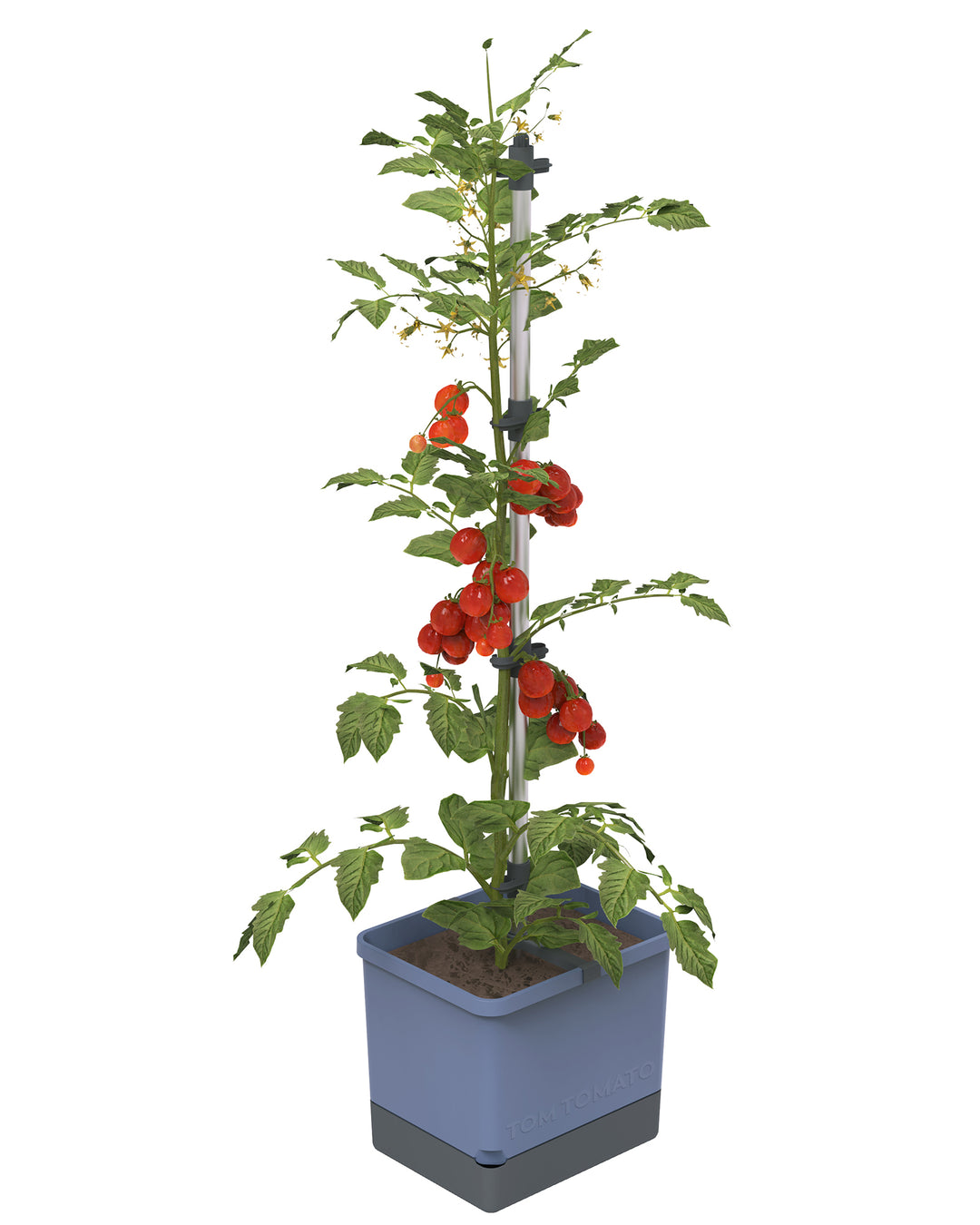 self watering pots for tomato plants Buzzy Seeds Self-Watering Vertical Tomato Planter with Trellis 1.2 Gal Reservoir, Large Capacity Planter for Tomatoes & Climbing Plants (Gray)
