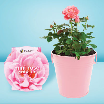 Flower Pail Duo | Mini Rose & Forget-Me-Not