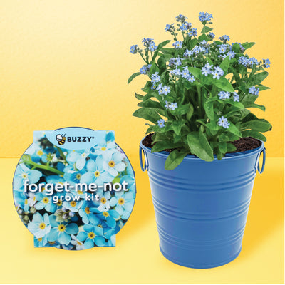 Flower Pail Duo | Mini Rose & Forget-Me-Not