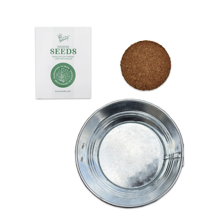 Christmas Tree-To-Be Mini Basin Grow Kit – Grow Your Own Spruce Tree Indoors