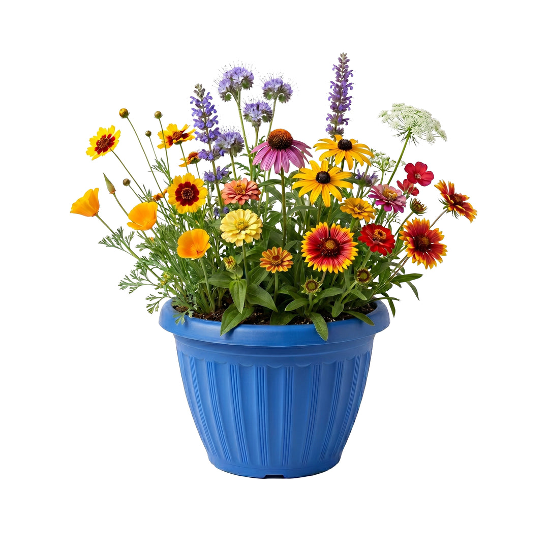 plant flower seeds in pot Pollinator Flower Grow Kit with Wildflower Seeds (Set of 3) – Buzzy Seeds