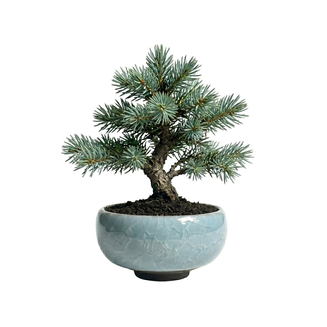 Bonsai Tree Grow Kit | Mini Ceramic Pots (4 Pack)