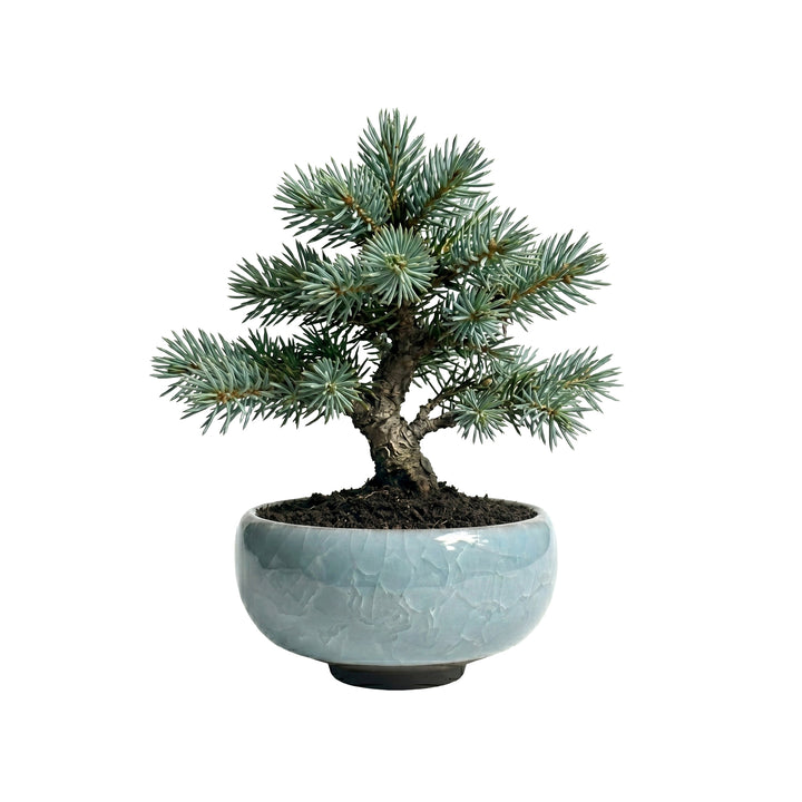 Bonsai Tree Grow Kit | Mini Ceramic Pots (4 Pack)