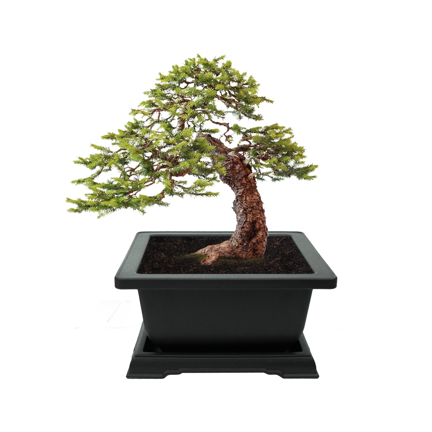 BONSAIページ Complete Spruce Bonsai Grow Kit for Beginners – Buzzy Seeds