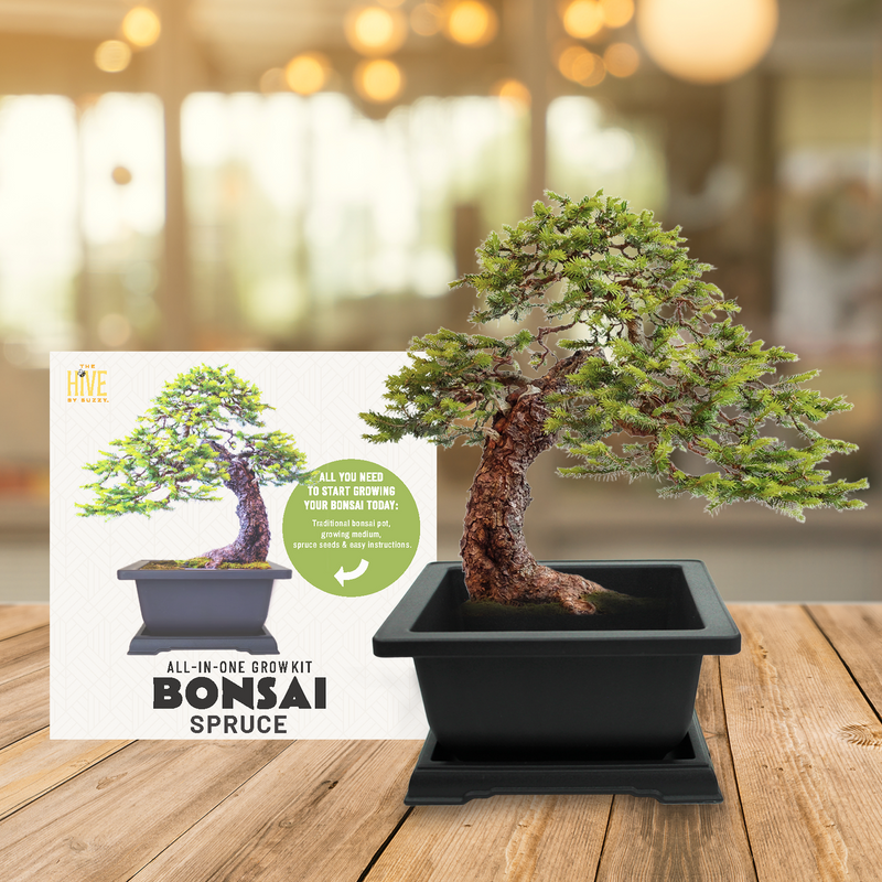 Spruce Bonsai Complete Grow Kit