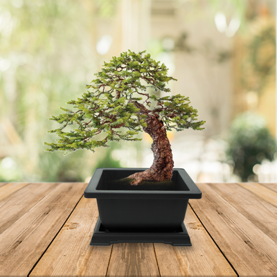 Spruce Bonsai Complete Grow Kit