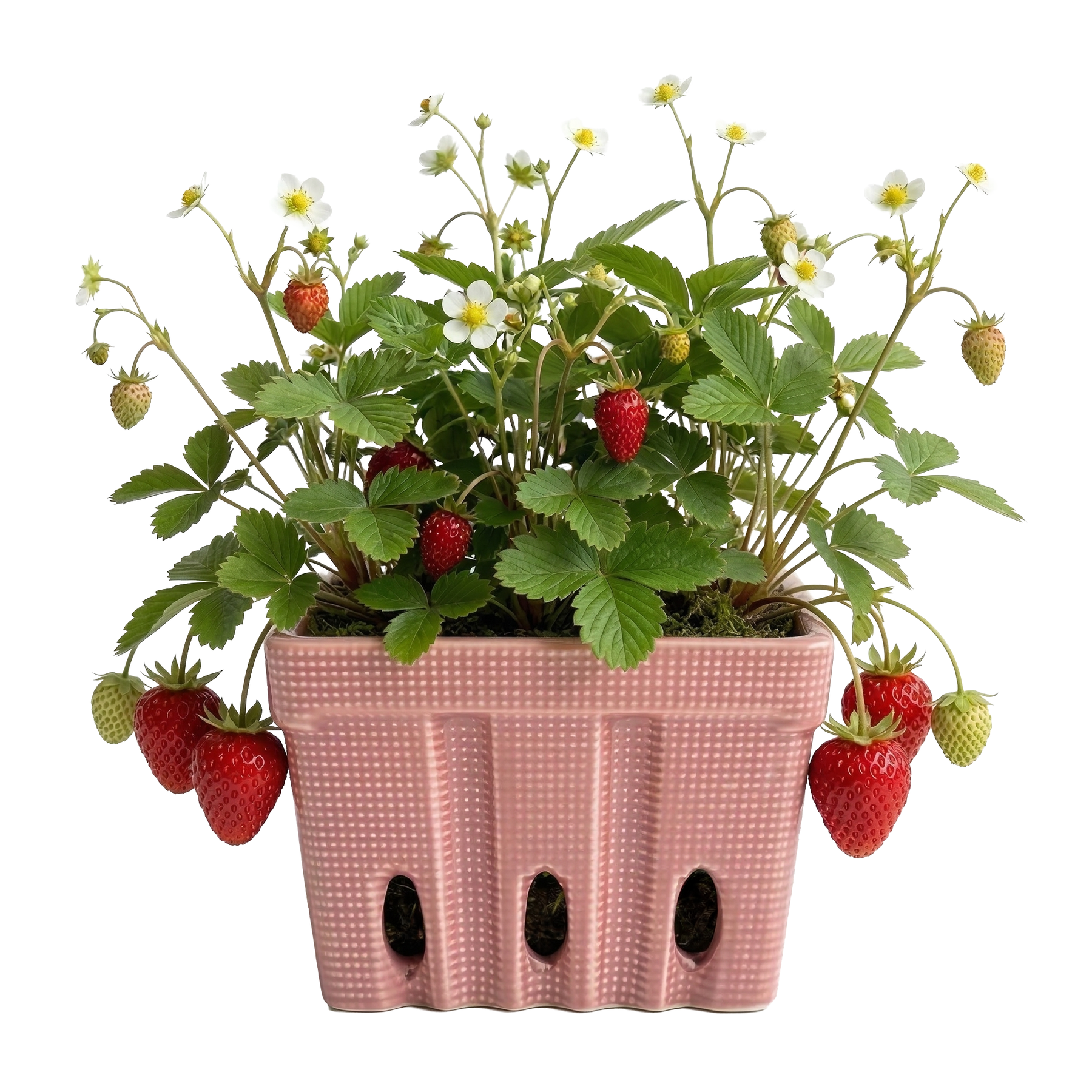 buzzy seeds strawberry Strawberry Grow Kit