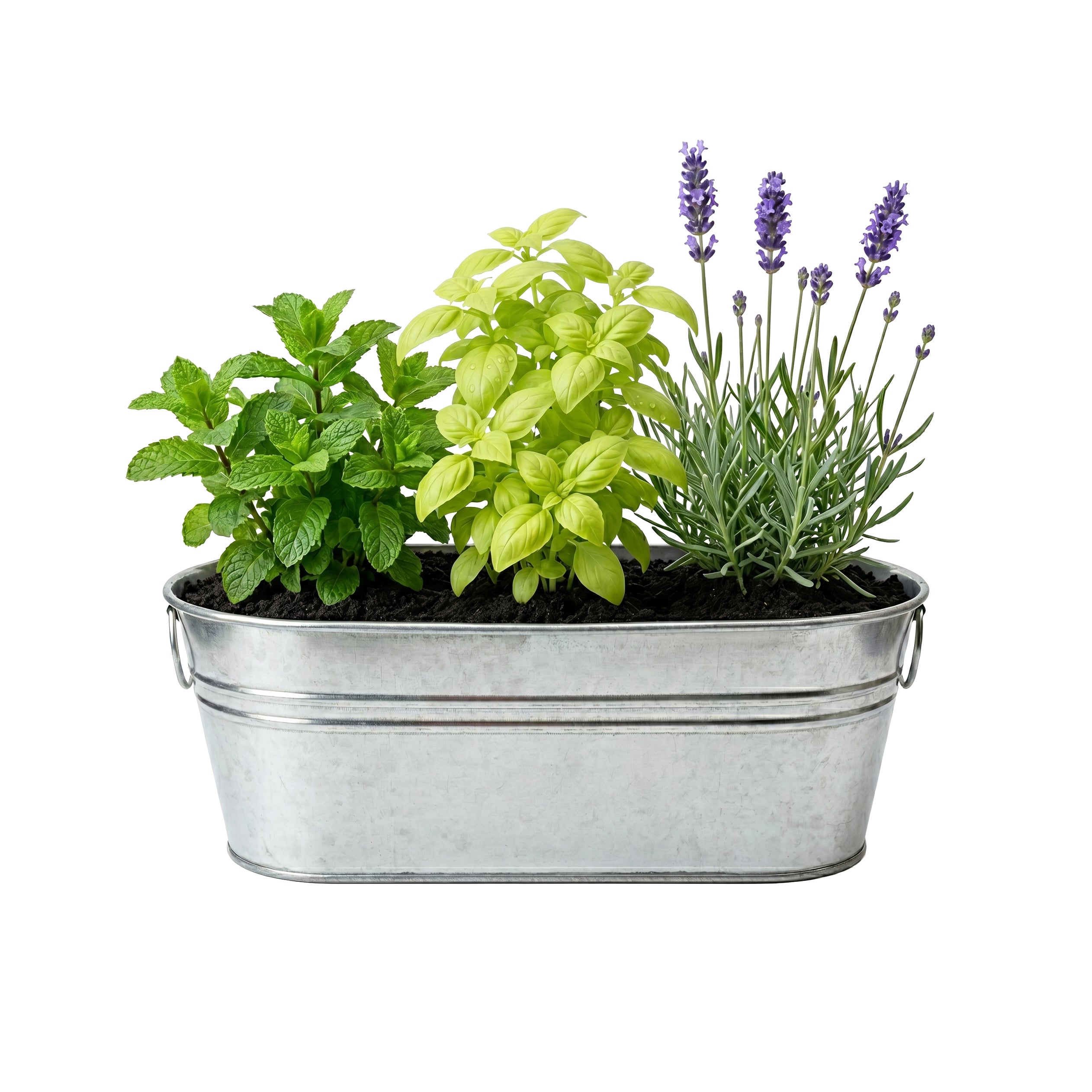 Margarita & Mojito Herb Grow Kit with Mint & Basil – Buzzy Seeds