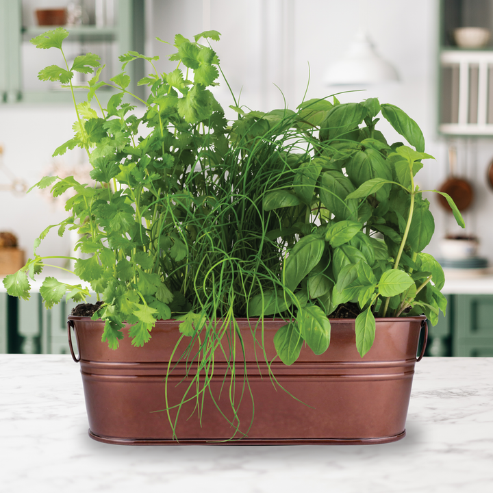 Organic Culinary Garden Windowsill Grow Kit | Basil, Cilantro, & Chives