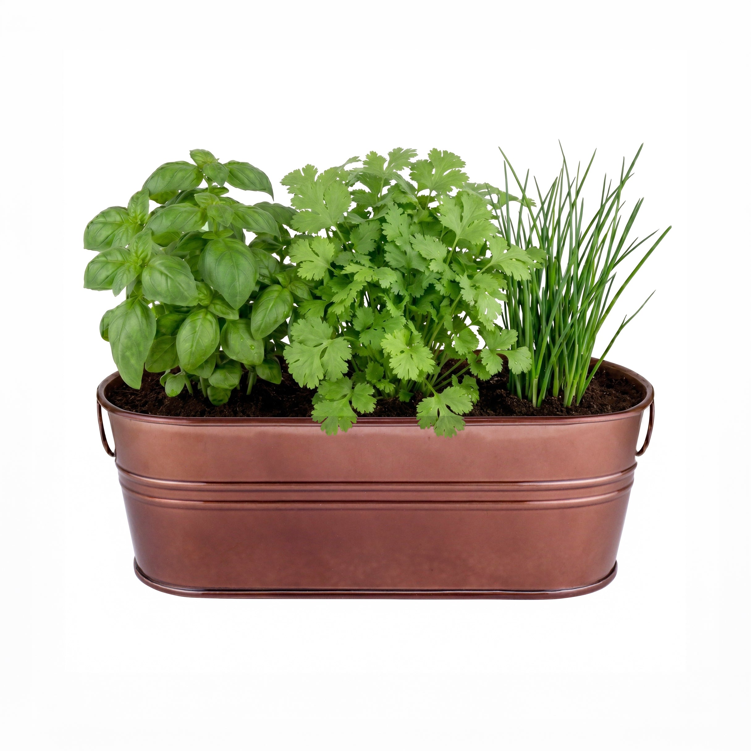 Organic Culinary Herb Grow Kit with Basil, Cilantro & Chives