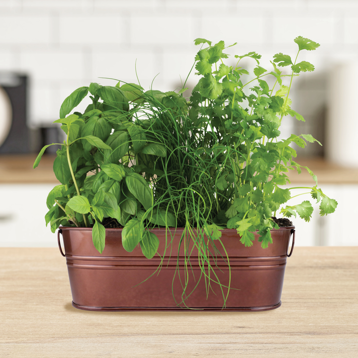 Organic Culinary Garden Windowsill Grow Kit | Basil, Cilantro, & Chives