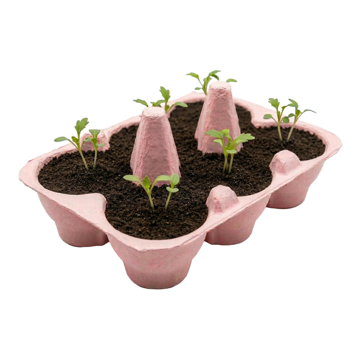 Daisy Grow Kit | Colorful Egg Carton (2 Pack)