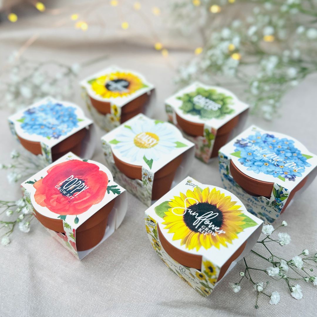 Daydream Mini Terracotta Grow Pots | Assorted 12-pack