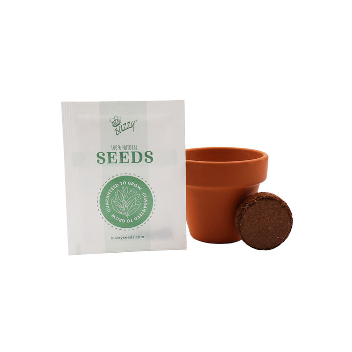 Spruce Tree Grow Kit | Mini Terracotta Pots (12 Pack)