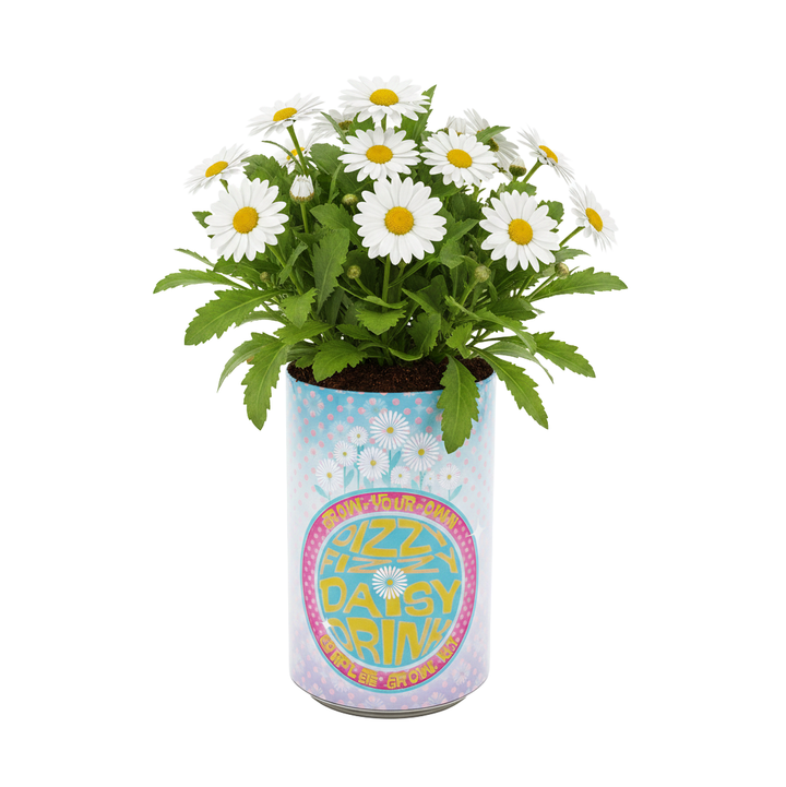 Daisy Grow Kit – Soda Can Flower Kit