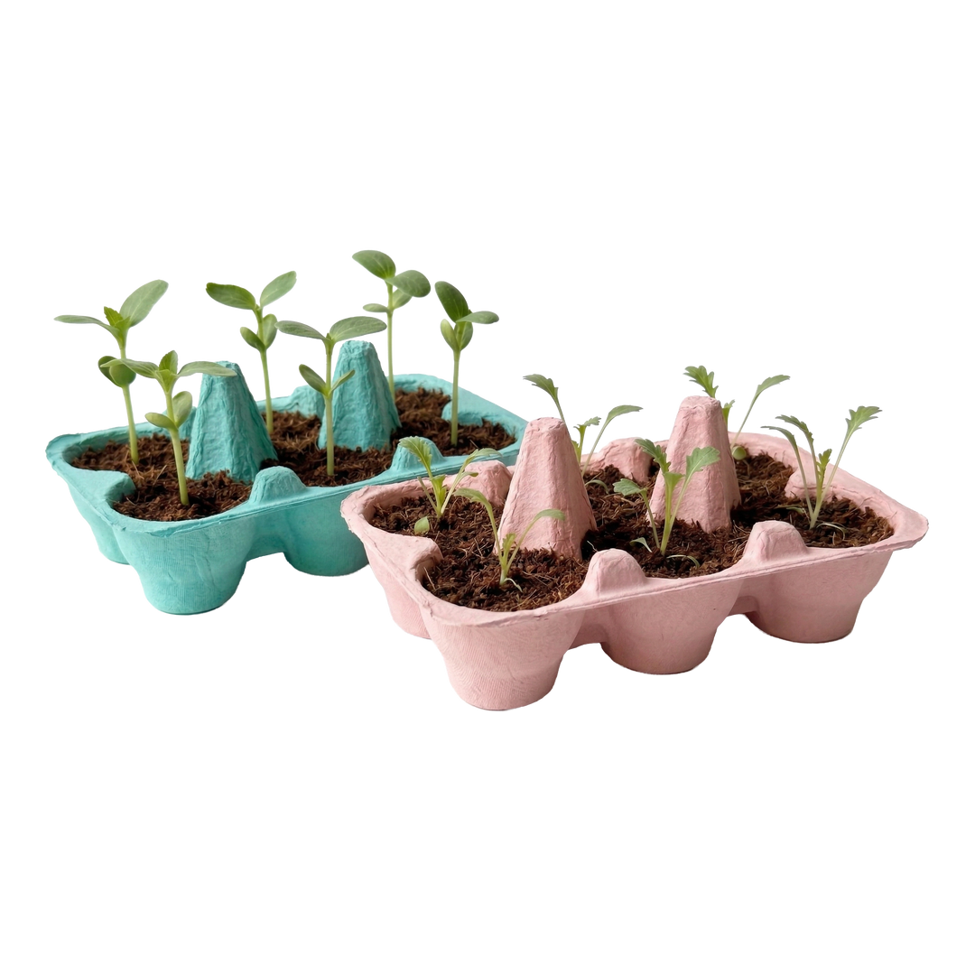 egg carton plant seeds Egg Carton Grow Kit for Kids