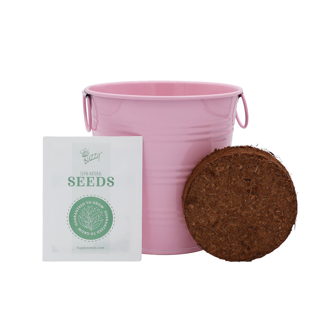 Flower Grow Kit | Mini Rose & Forget-Me-Not (2 Pack)