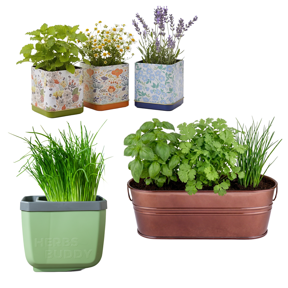 indoor herb plants for sale Foodie Bundle